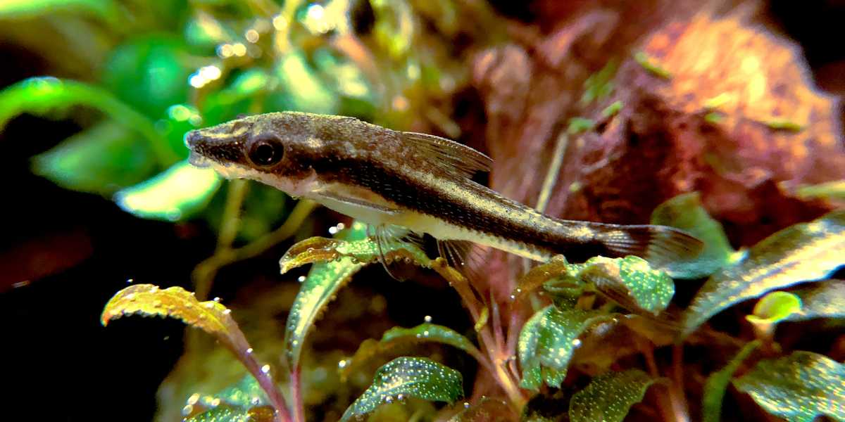 底面フィルター 外部フィルターを底面直結で使いたい Fromk